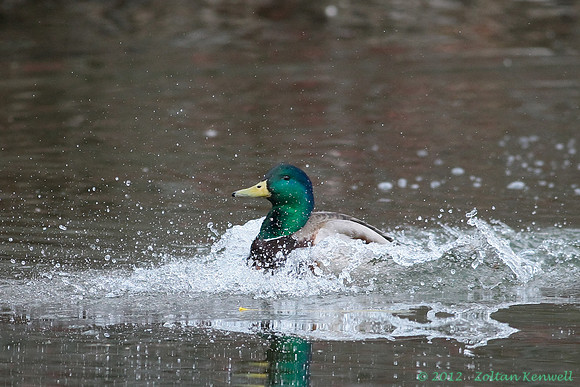 _IFI1905