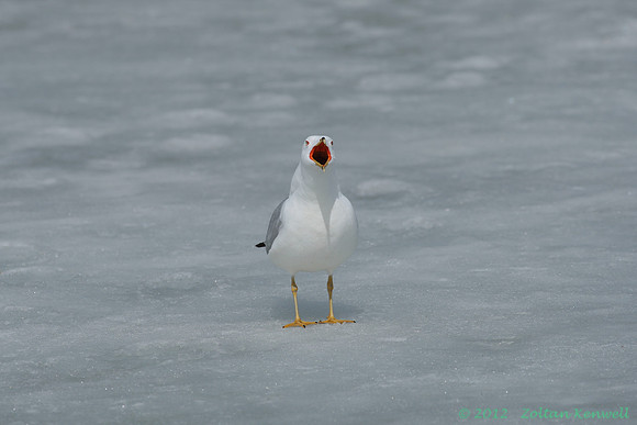 SIFI0008